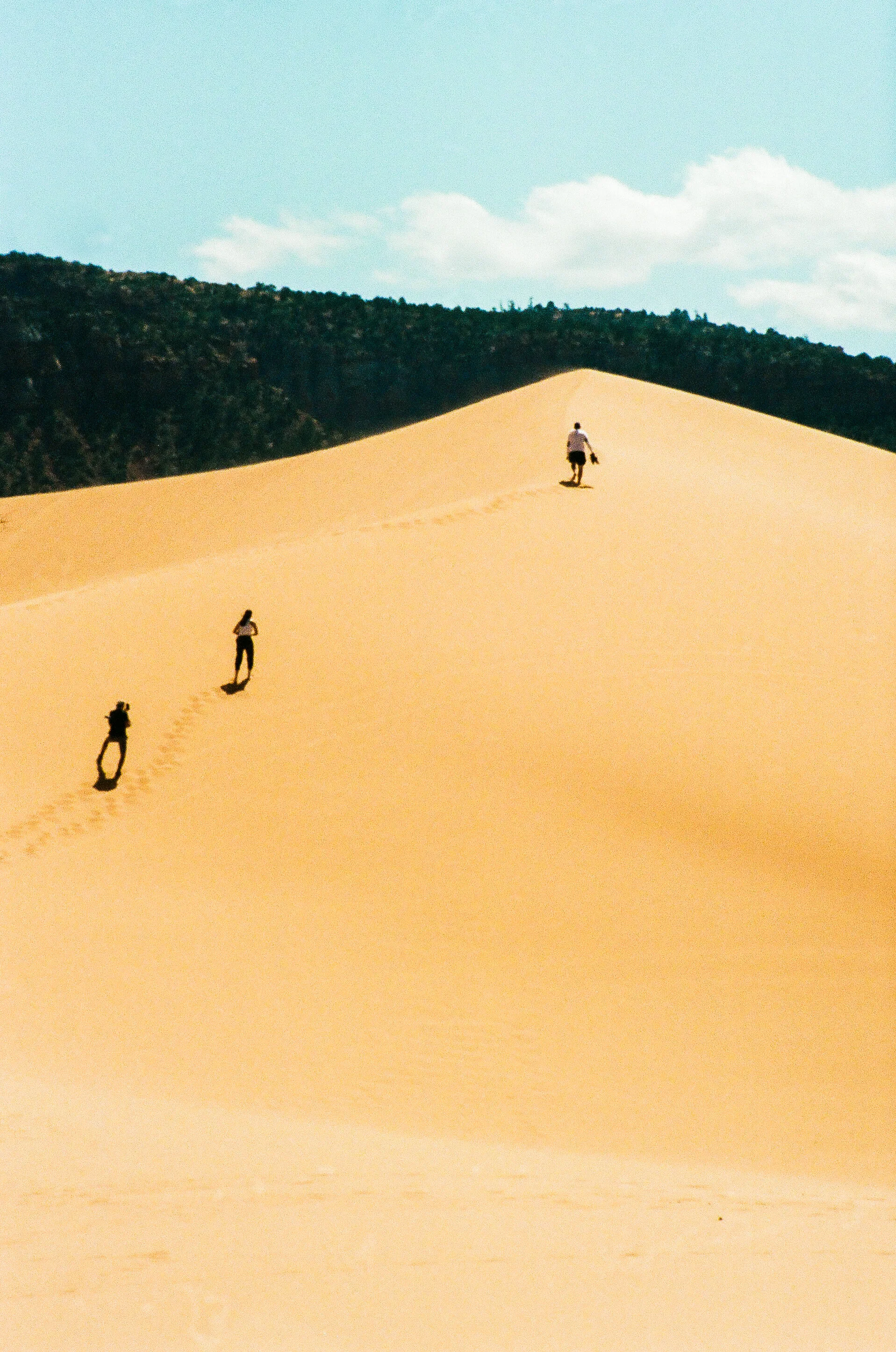 Pink Coral Dunes 1-79700034.jpg
