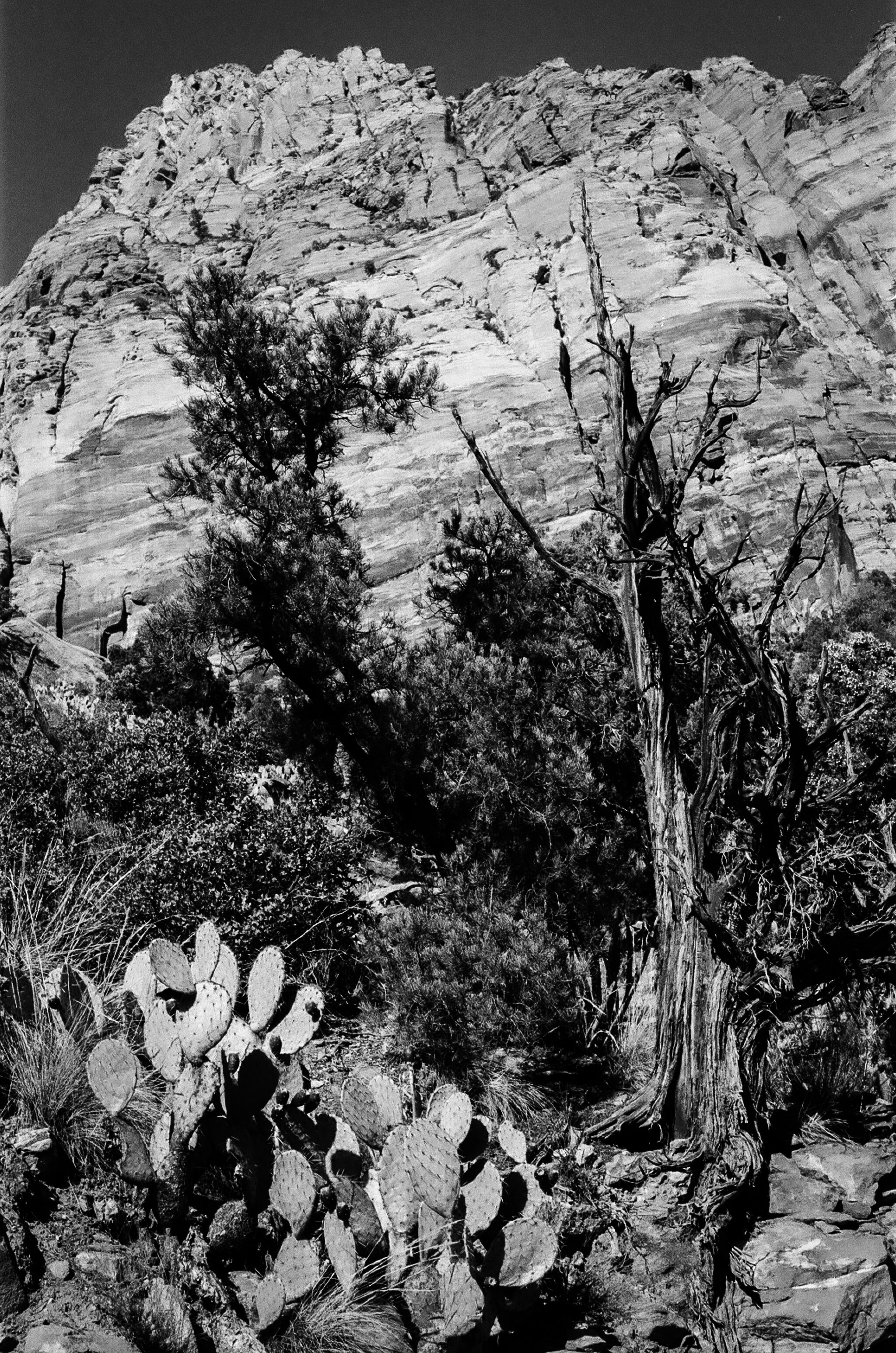 cactus and dead tree-000087410026.jpg