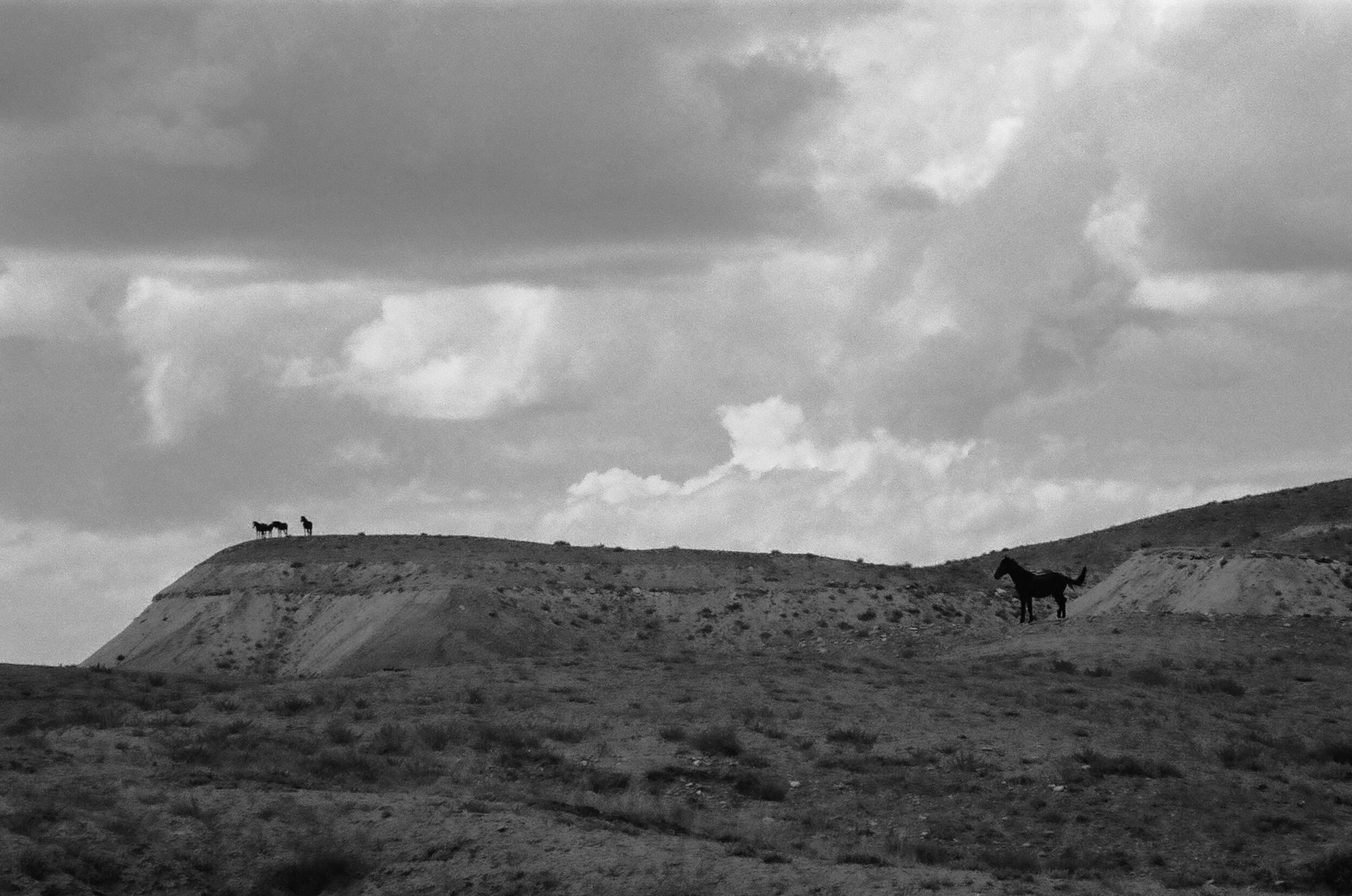 4 horses black and white-000087410014.jpg