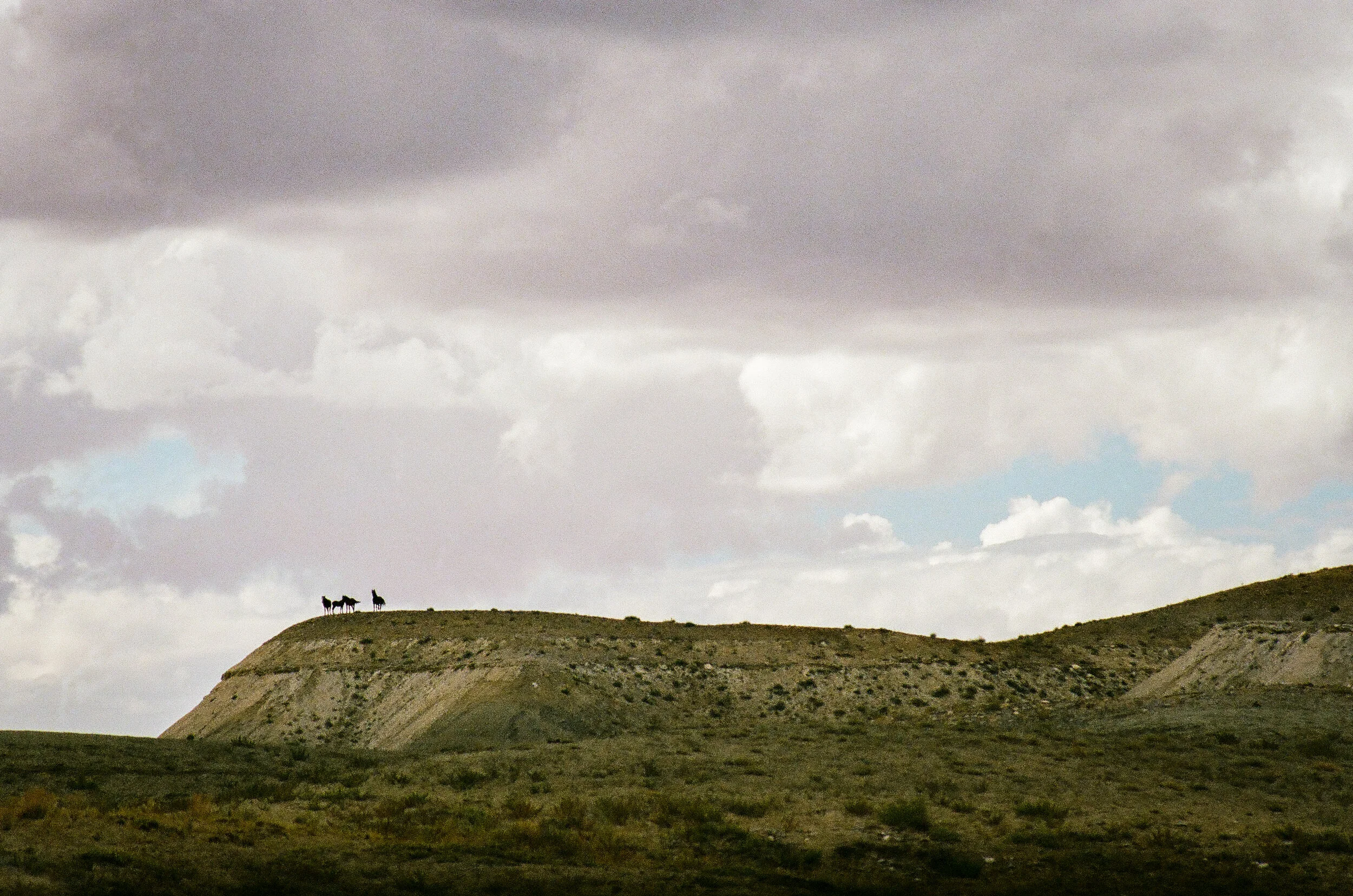 4 horses color-79700016.jpg