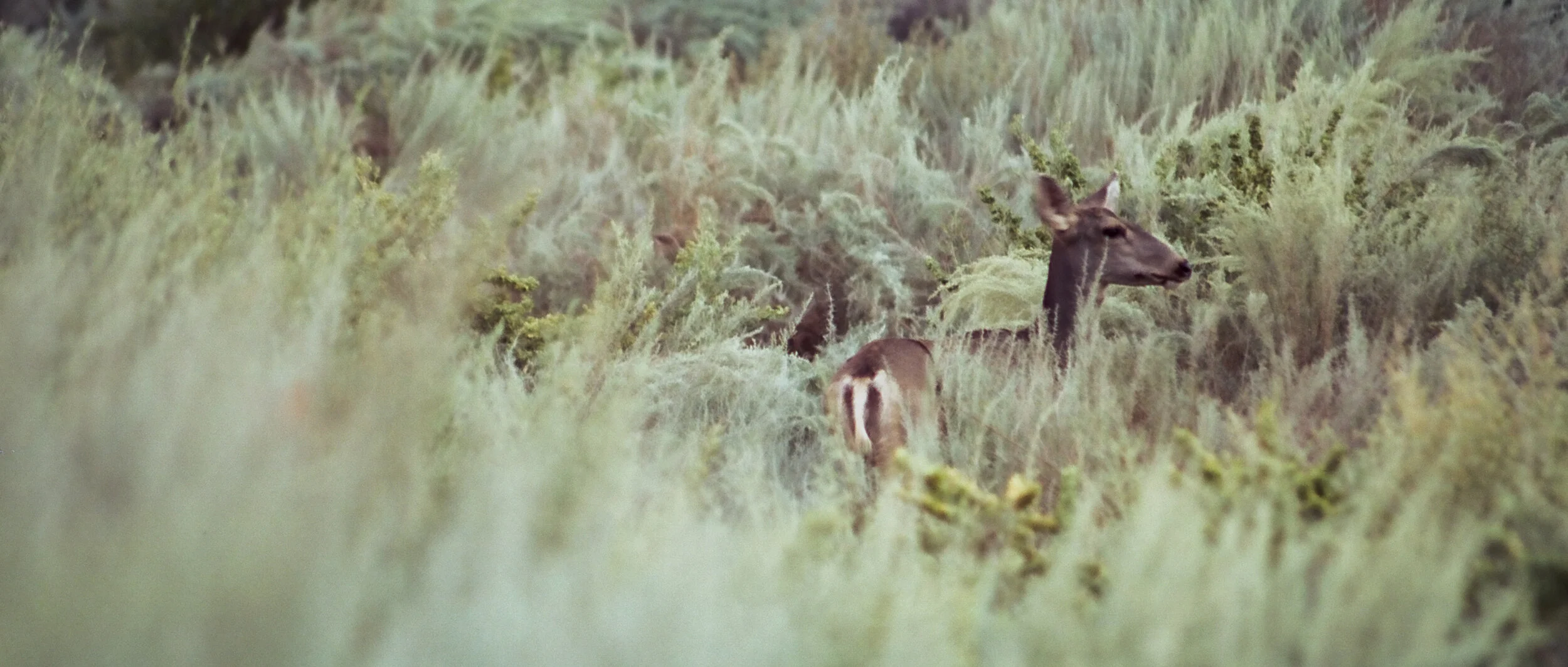 Zion Deer-000026440011.jpg