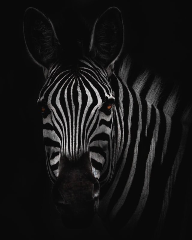 Why the Zebra? — CACP Research Foundation
