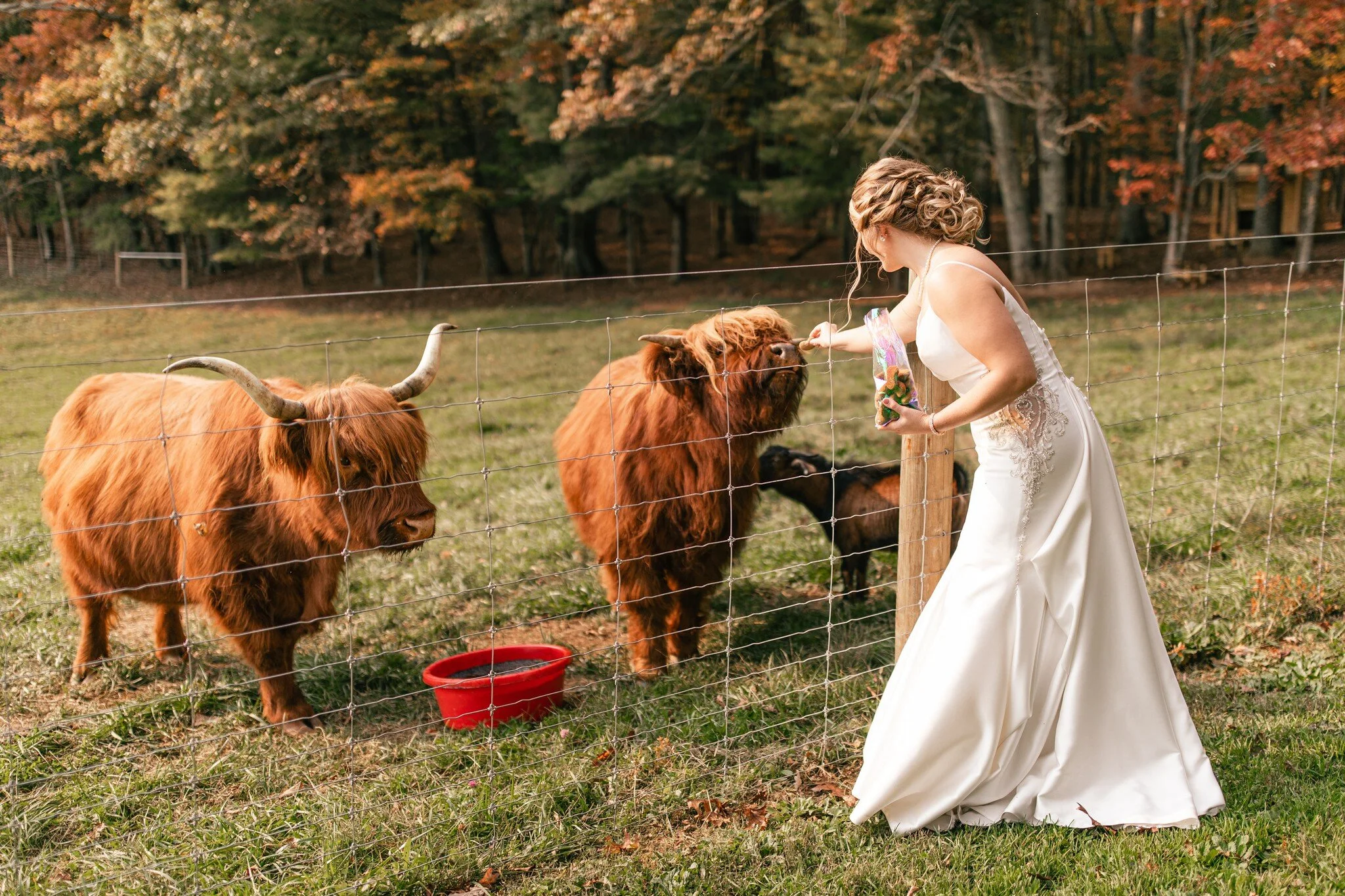Mt-Vale-Highlands-Wedding-Reception-1.jpg