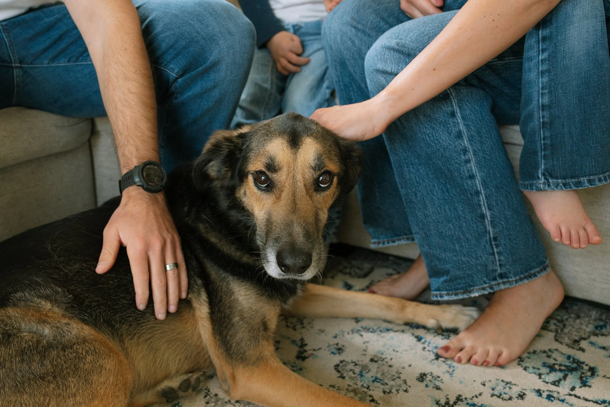 Family of 4 all reaching down to touch their family dog during an at-home family session in Tampa, FL