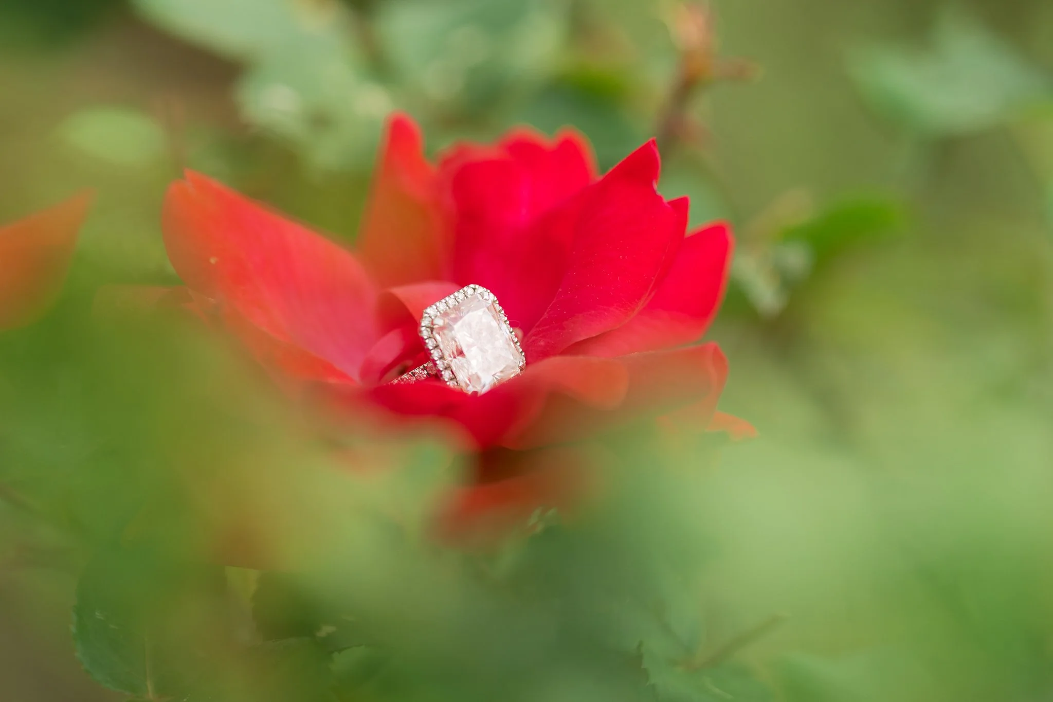 A close up ring shot of an engagement ring during a Tampa, FL engagement session.