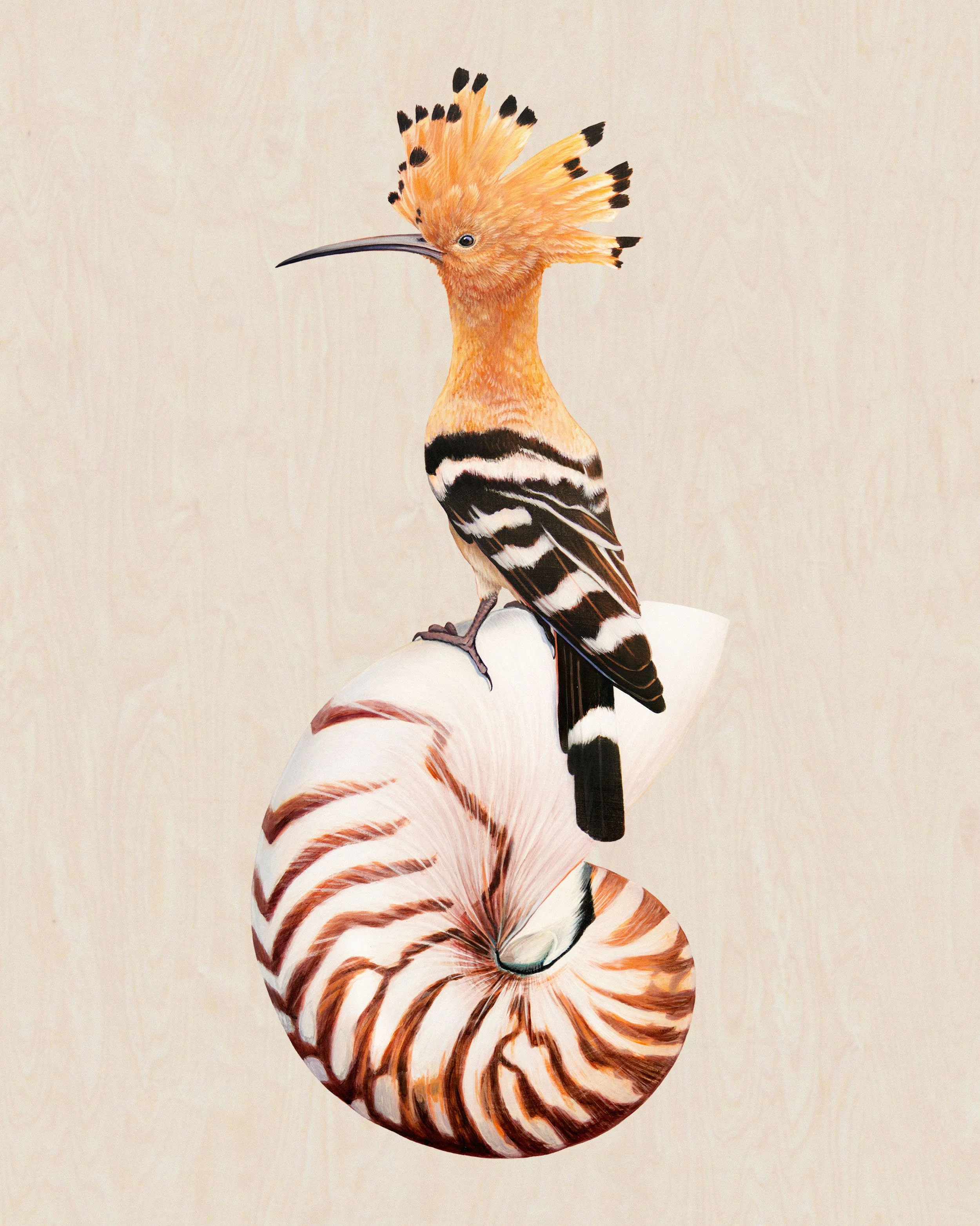 Michel_Nautilus_Hoopoe.jpg