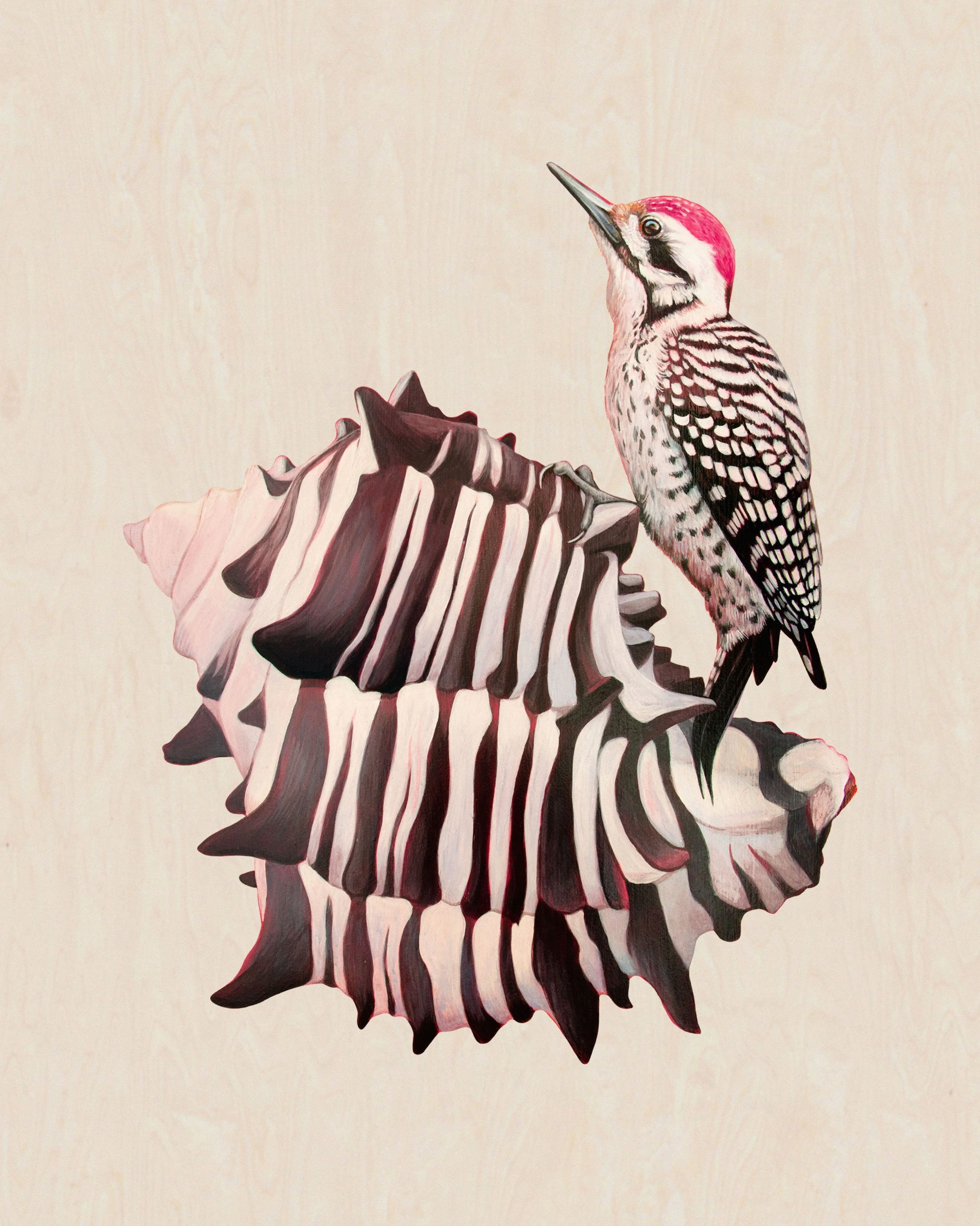 Murex_woodpecker_wood.jpg