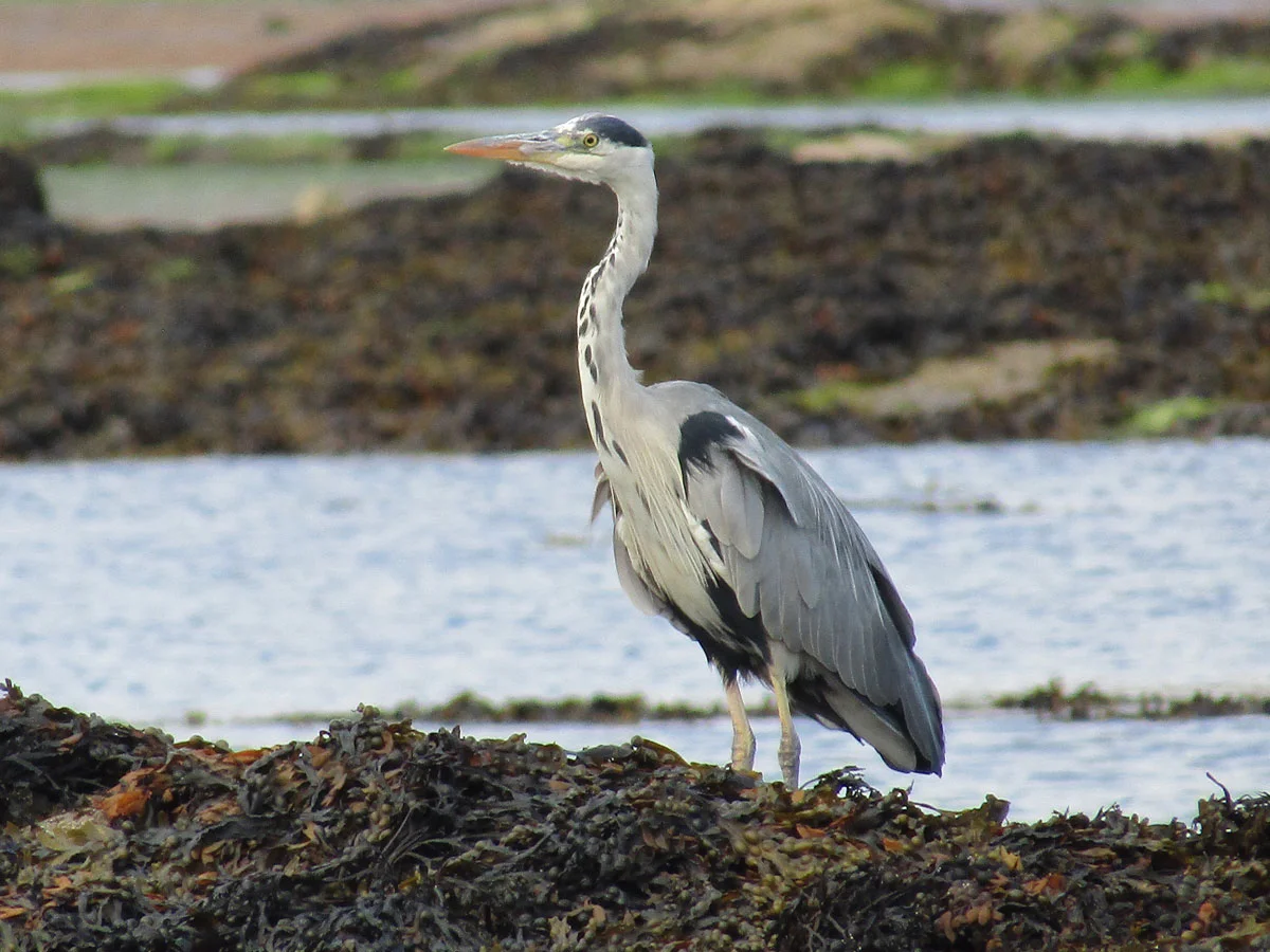 Heron-eastneukseaweed.jpg