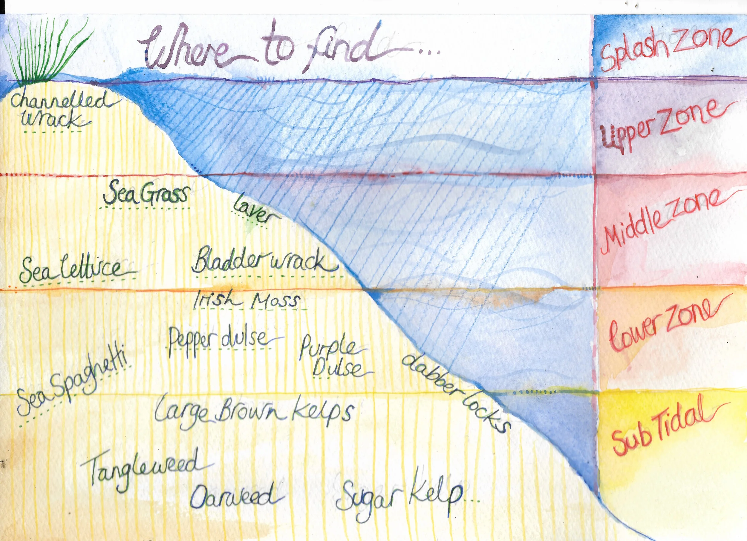 Tidal Zones and Some  Thoughts 