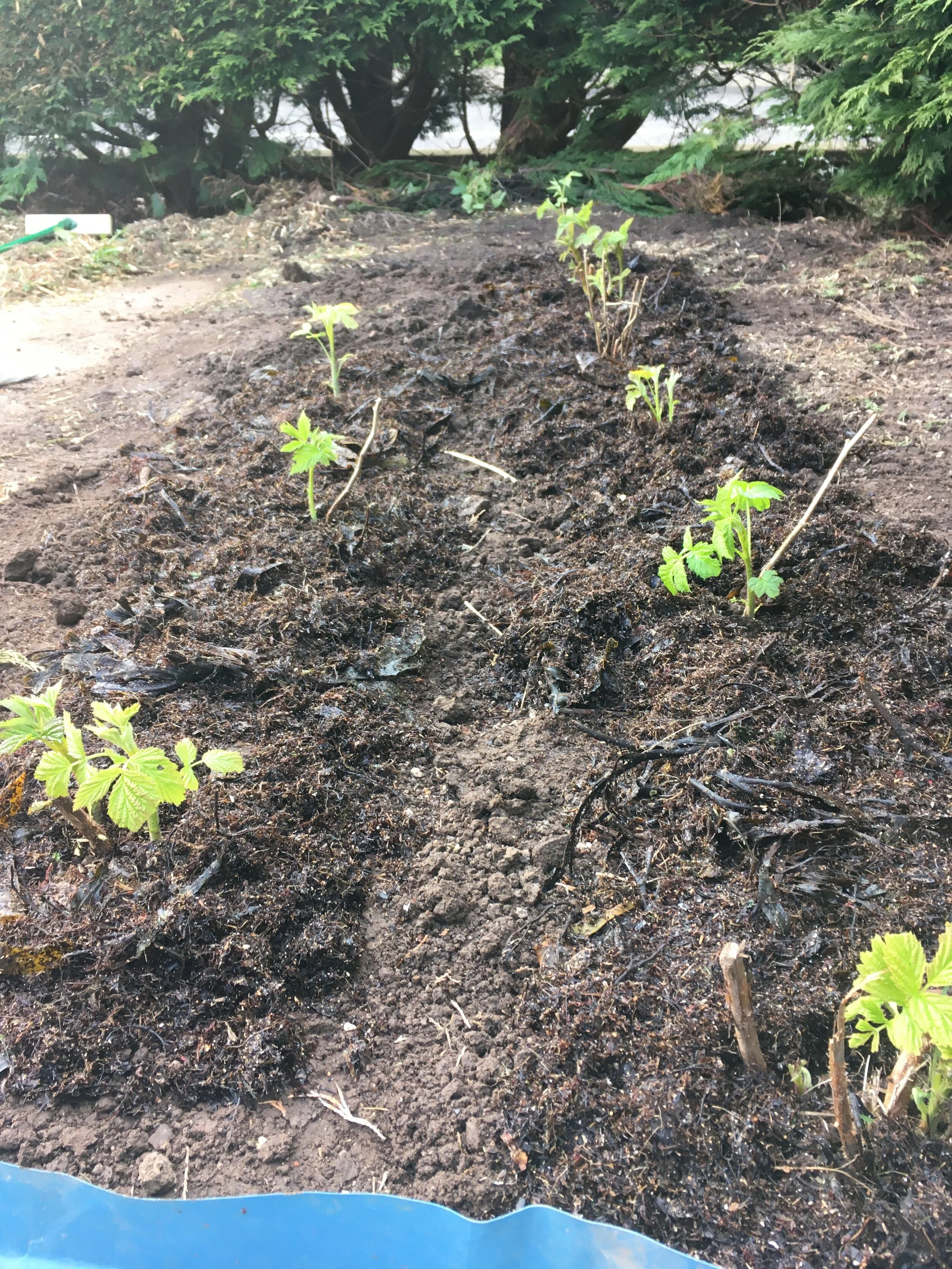 Seaweed in the garden 