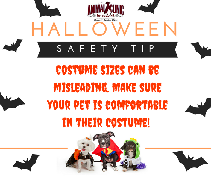 Halloween Safety Tips for Pets
