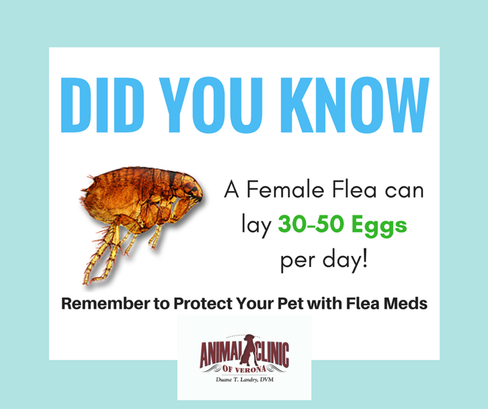 Signs of a Flea Infestation