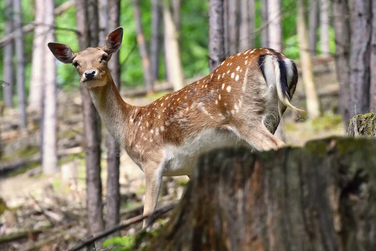 HuntingSeasonSafetyTips2.jpg