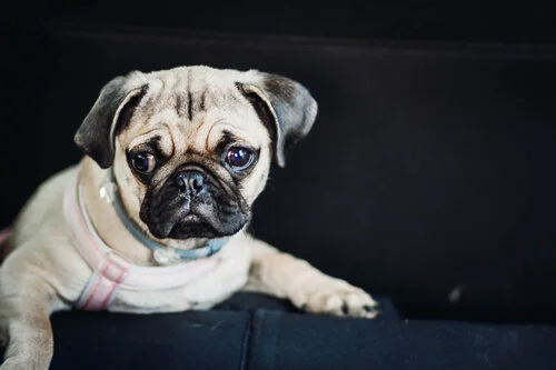 The Importance of Spaying and Neutering your pets