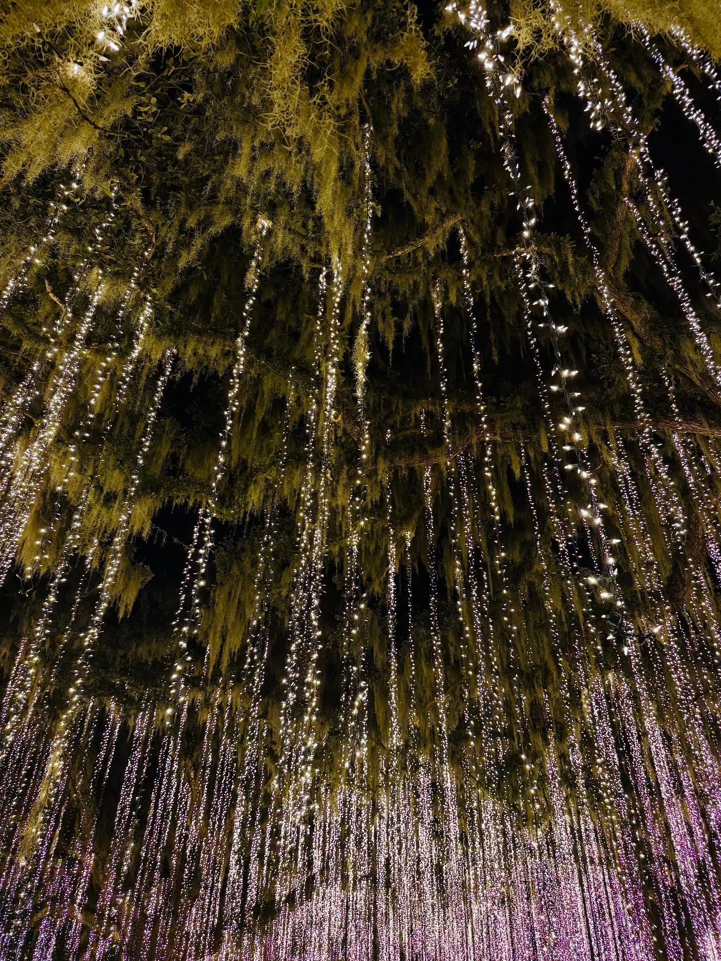 A Holiday Staycation Visit to Brookgreen Gardens ✨ I got tickets for this back in October as I heard how beautiful it is and thought it would be a great way to kick off winter break. It was crowded, but the setting is so gorgeous that I was really aw