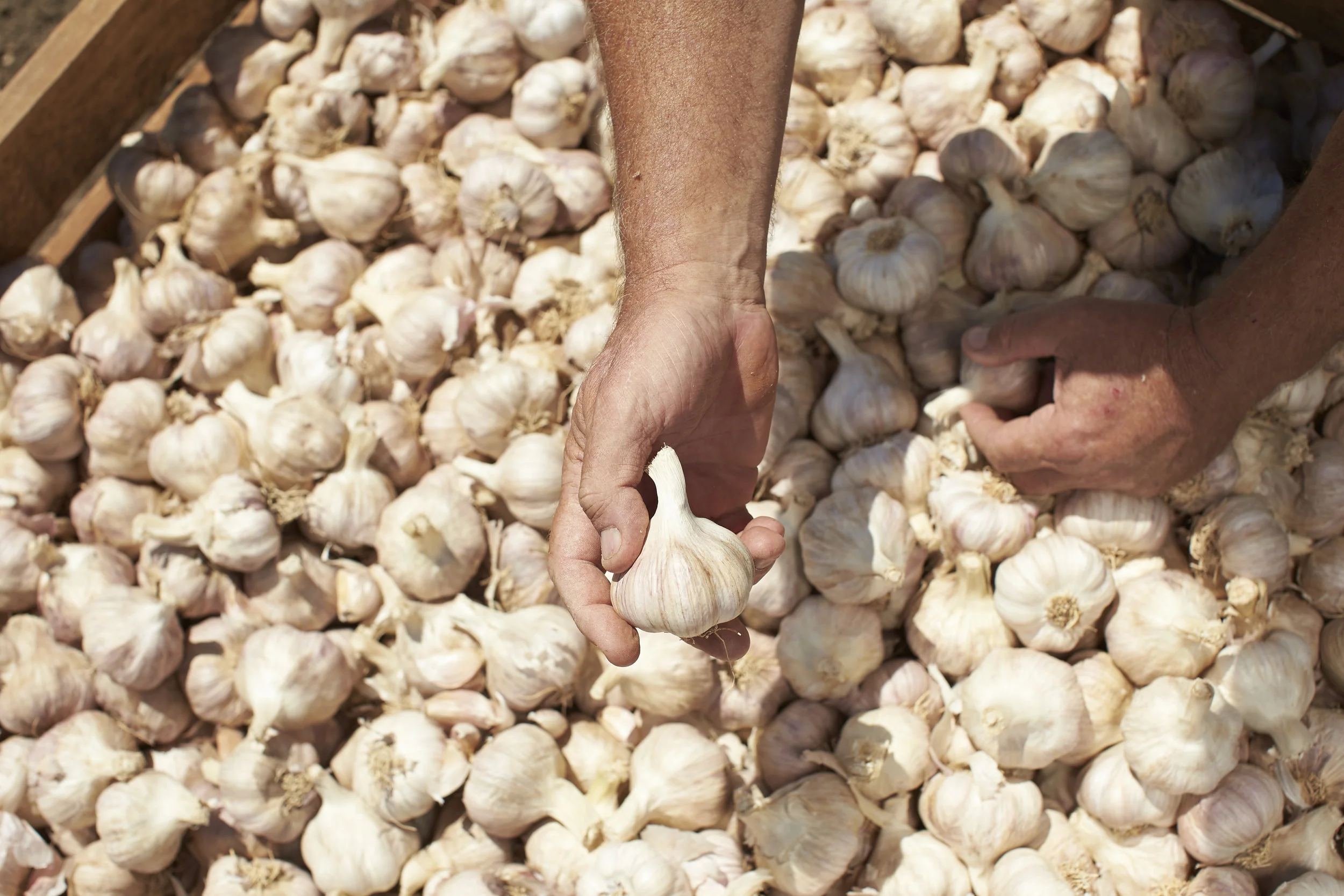 Coles_Onions & Garlic_Moon Rocks QLD 553 1.jpg