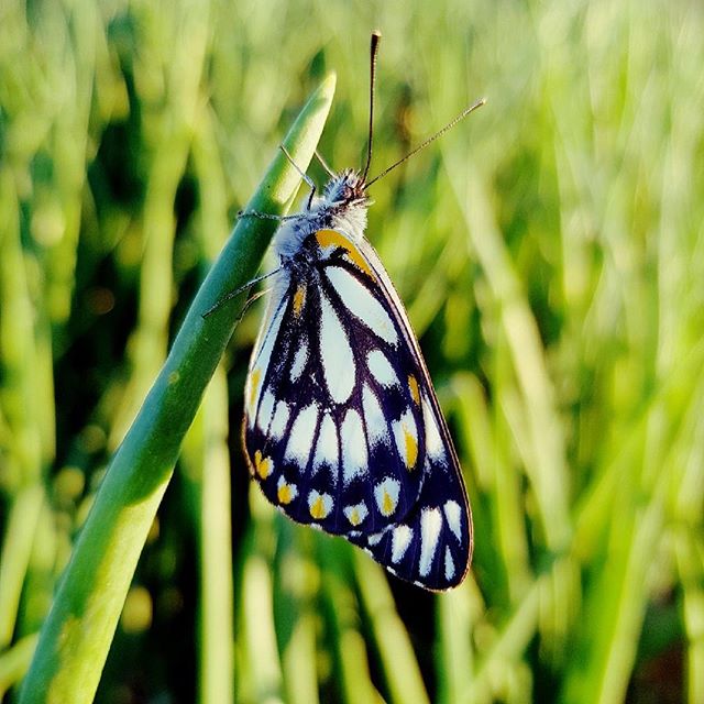 Spring is definitely in the air... Moonrocks Onions &amp; Butterflies 
#moonrocks #moonrocksonions #moonrockspackingshed #stgeorgeqld #balonneshire #springisineair