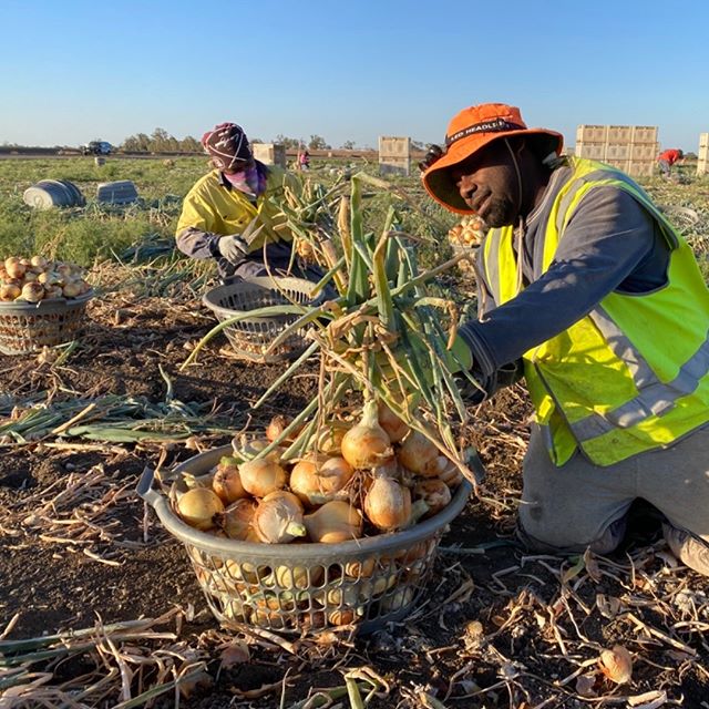Moonrocks Onion harvest drawing to a close soon, Good season, Good yield despite the fact we are in one of the worst draughts ever, #moonrocks #moonrocksonions #southwestqld