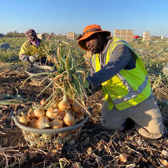 Moonrocks Onion harvest is drawing to a close soon 🌱 We were blessed with a good season and a good yield despite being in the middle of a devastating drought!