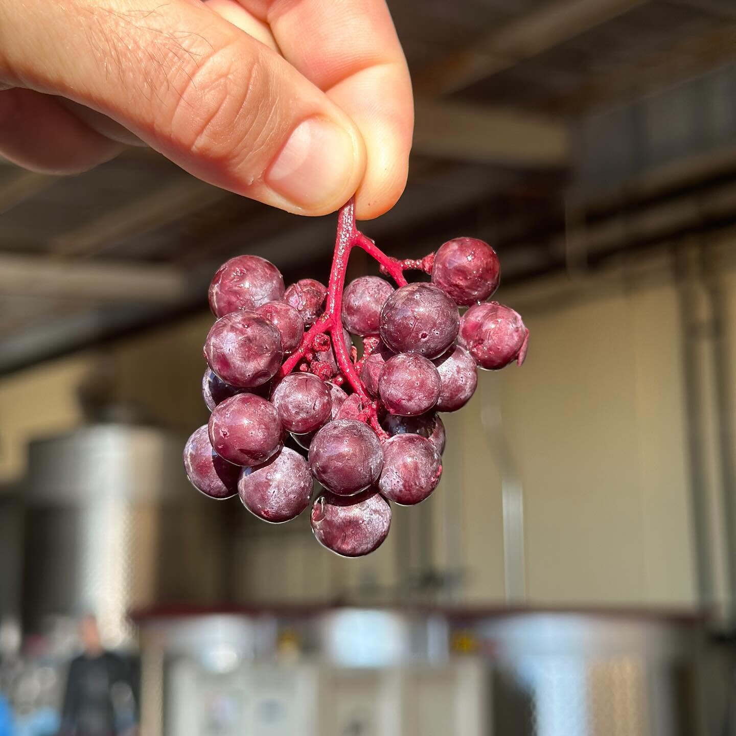 🍇 Ready for a Squeeze
Our last press of harvest is always reserved for our Three Gardens Cabernet. This year it&rsquo;s smelling extra fancy from the long hang time on the vine. From today on, we&rsquo;re just thinking about liquids!
#harvest2023