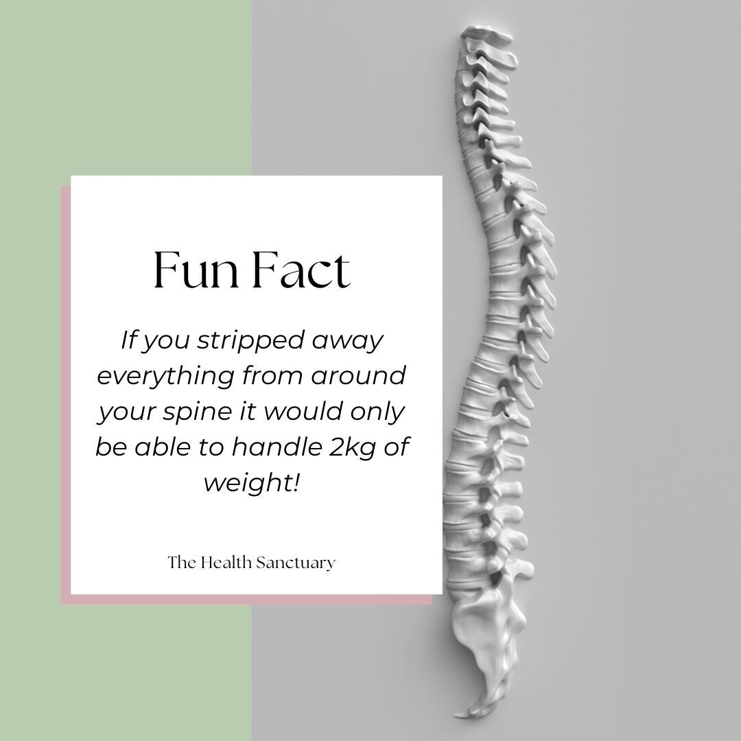 And to put that into perspective your head weighs around 5kg! So make sure to thank your muscles and connective tissue that help support and stabilise your spine. 
If you ever feel like your muscles need a little help, come see us at the health sanct