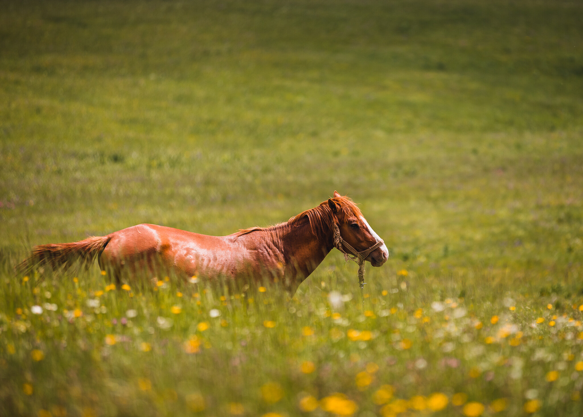 Cheval en Prairie, Parc Durmitor, Monténégro