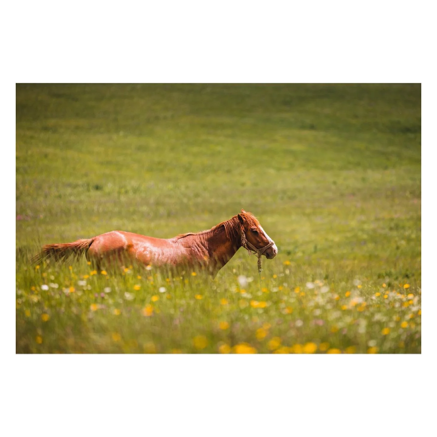 The good point about cities being in lockdown is we get to experience the outdoors more... a LOT more
#naturebeauty #montenegrobeauty .
.
#exploreobserveshare #montenegro #gomontenegro #tarariver #kotor #budva #durmitor #roadtrip #traveldeeper #weliv