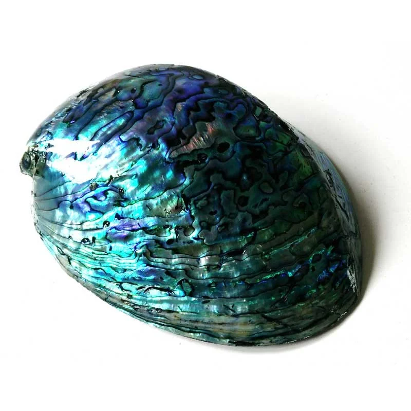 ub-new-zealand-natural-paua-shell.jpg