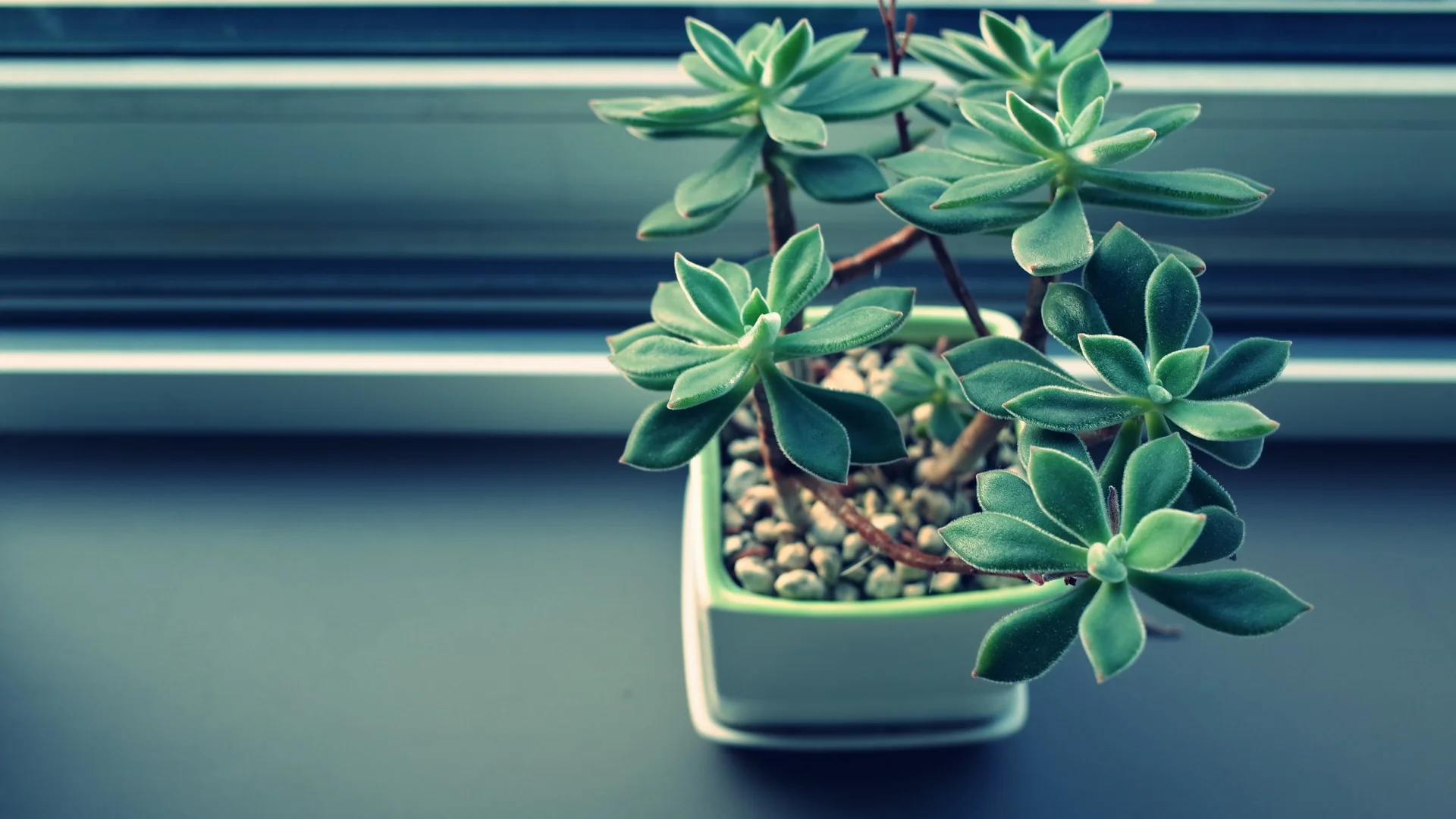 plant.jpg