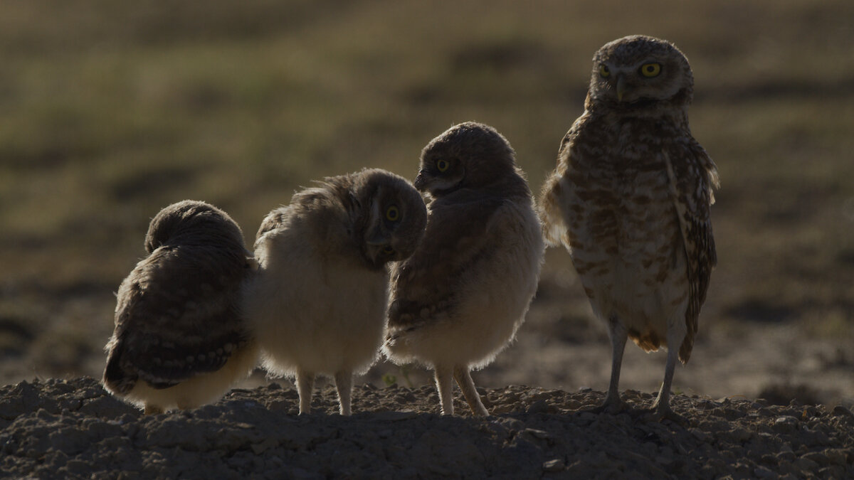 Burrowing Owls Southern Plains Land Trust.jpg