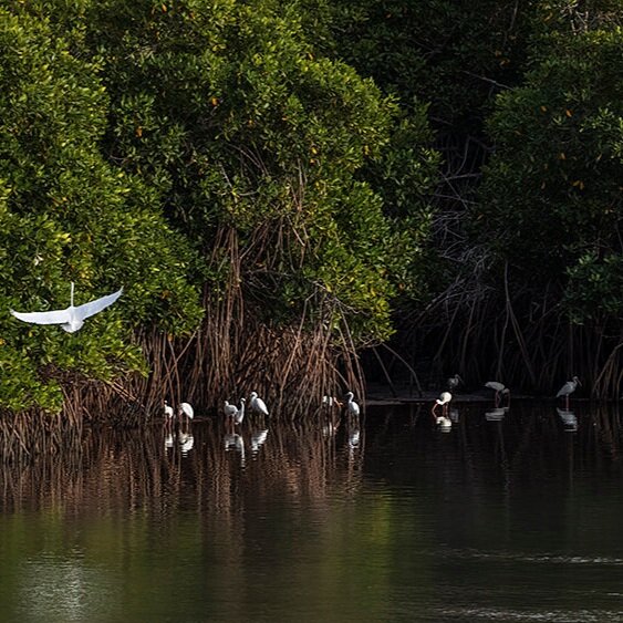 BAJA0F6A1814Aves+acuaticas+y+manglar.jpg