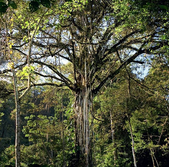 TreesForBees11.png