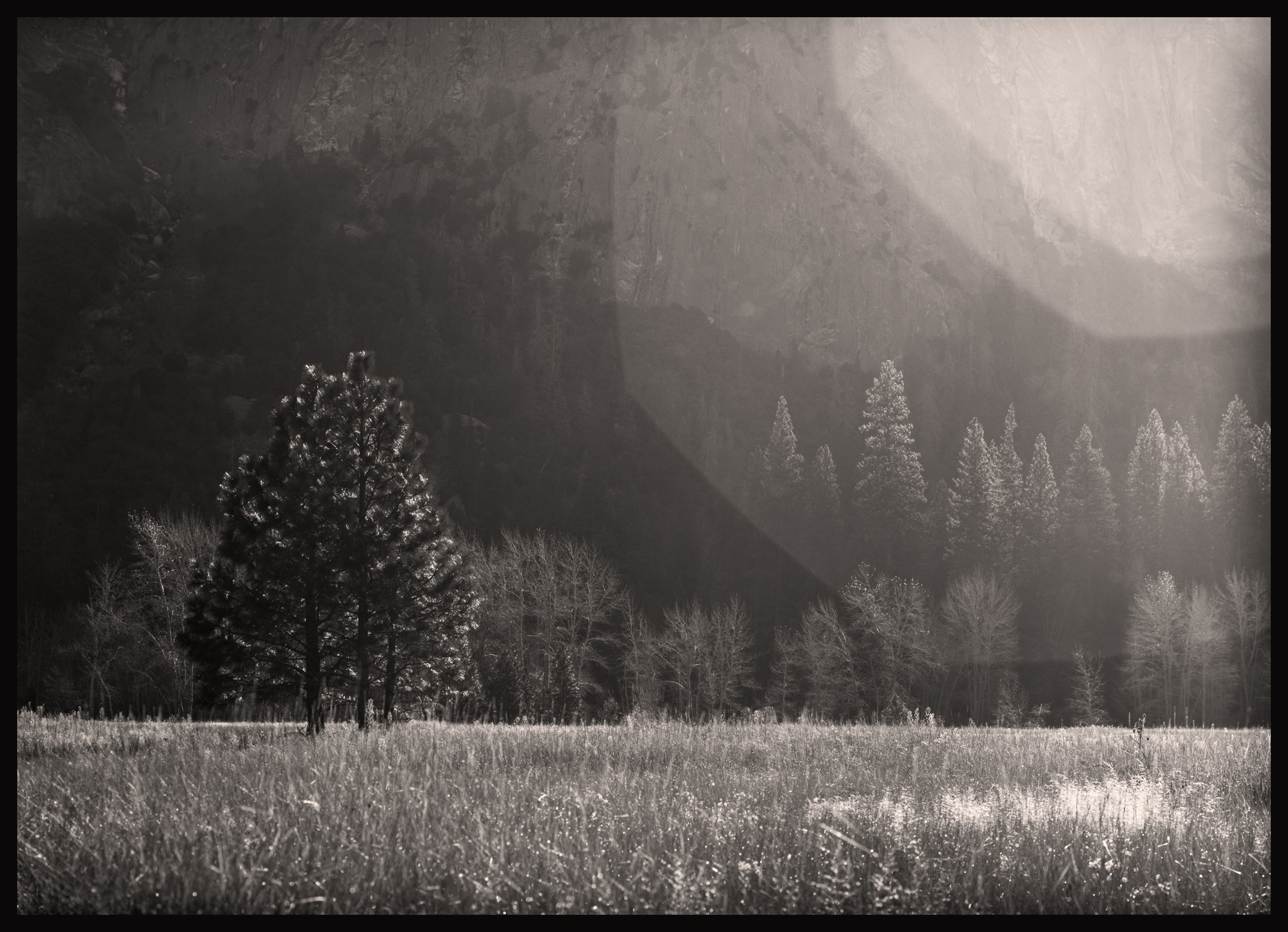 Yosemite Morning Meadow