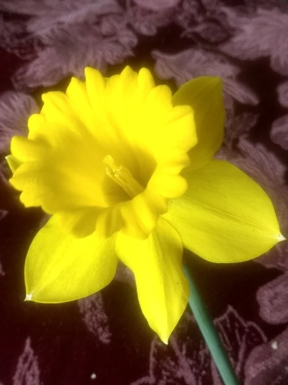daffodil.jpg