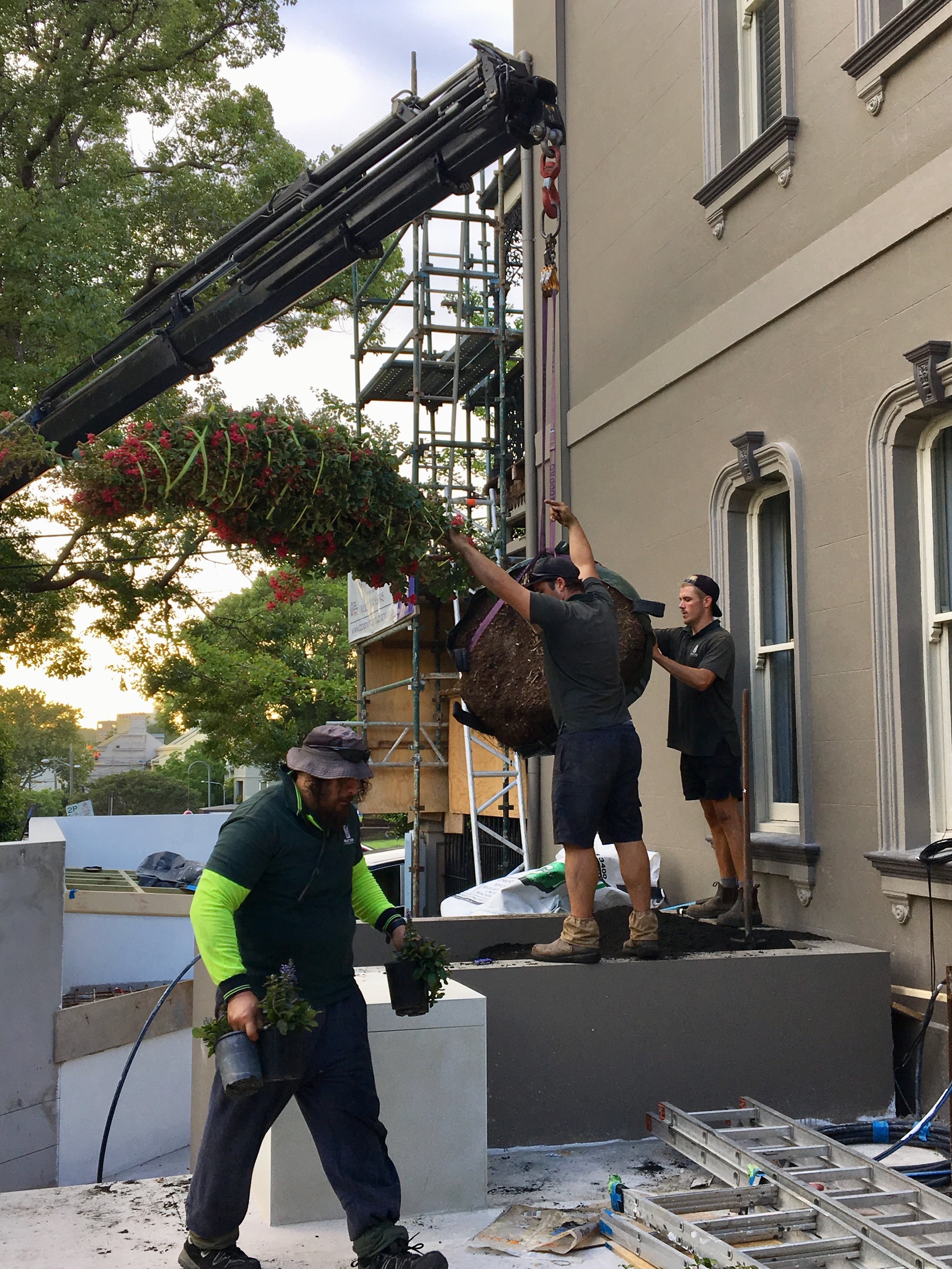 BellBirdLagerstroemiaDelivery.jpeg
