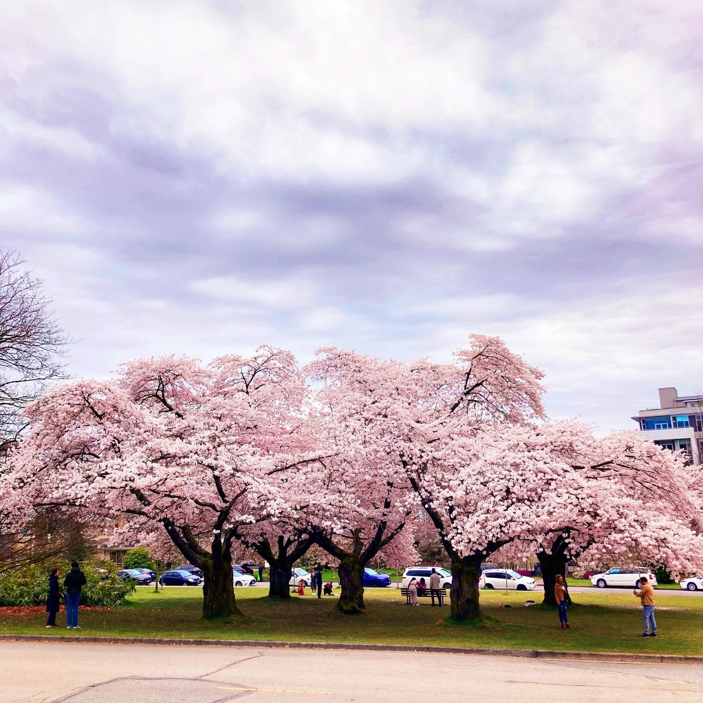 Here comes Spring at Queen Elizabeth Park🌹💐🌼