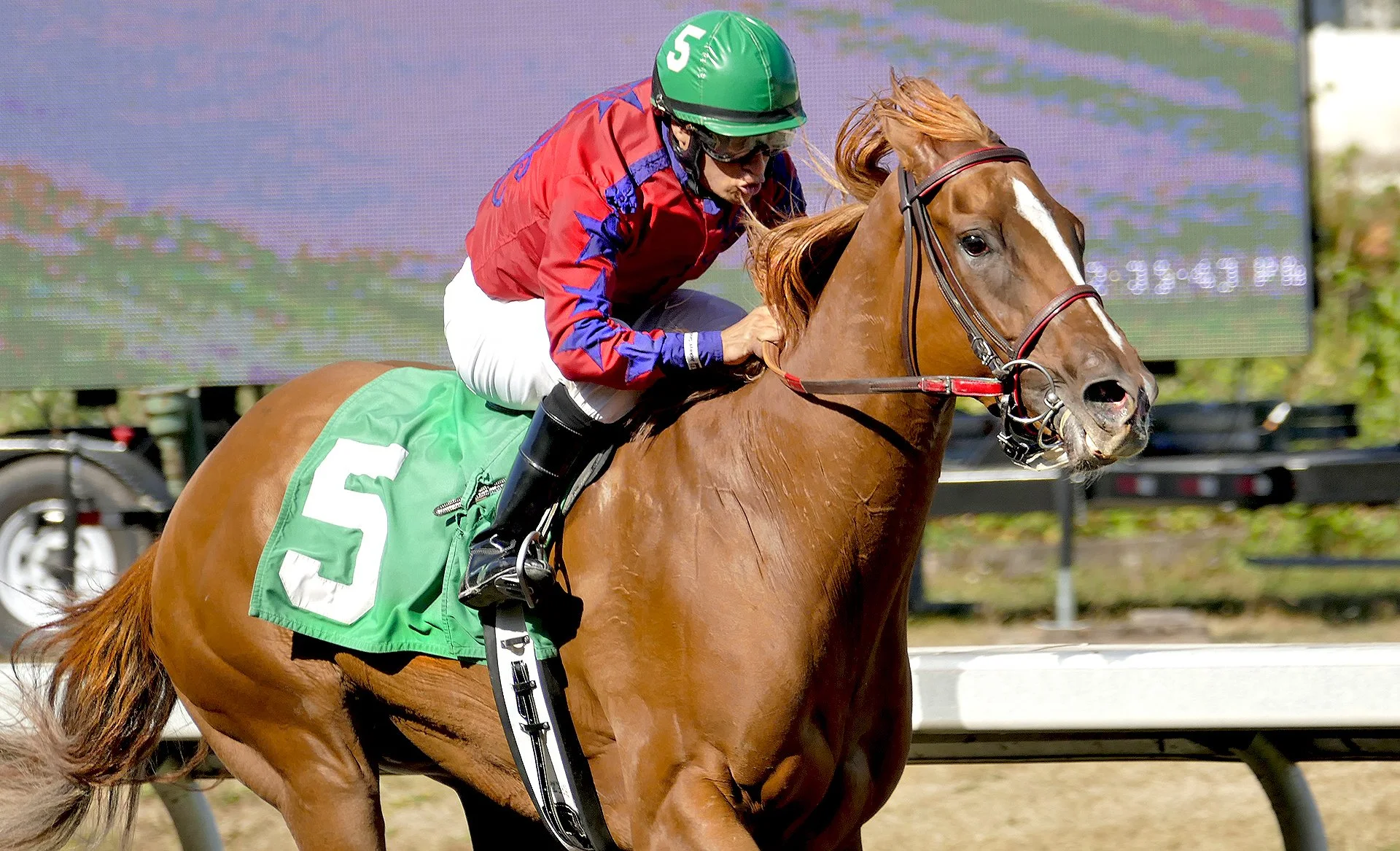 Sept 18th 2nd Race Koala winner A Perez up...photo Michael Bye.jpg