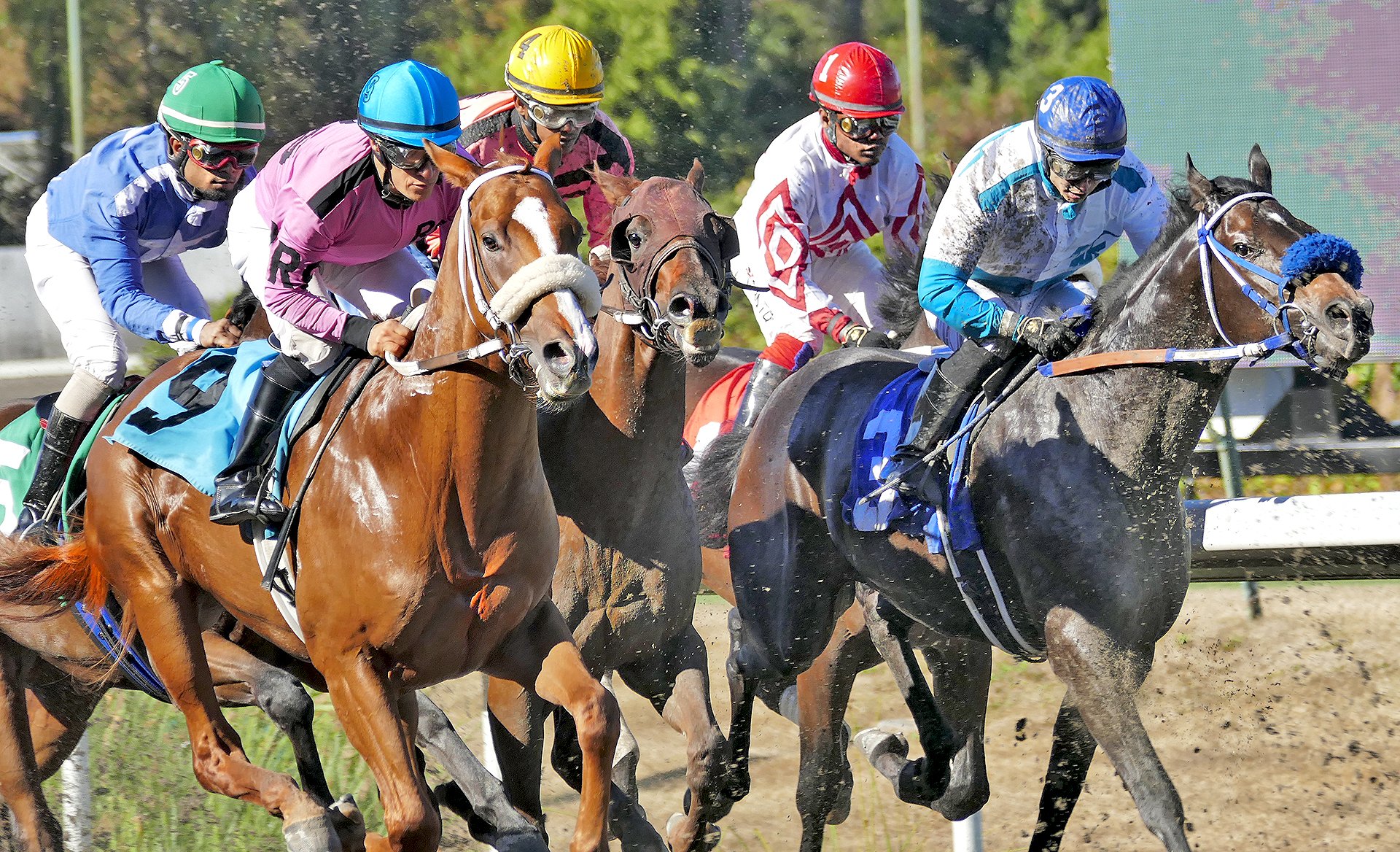 Sept 25, 2022,,,3rd Race...ASKMENOQUESTIONS (9) goes on to win...A Perez up...Photo Michael Bye.jpg
