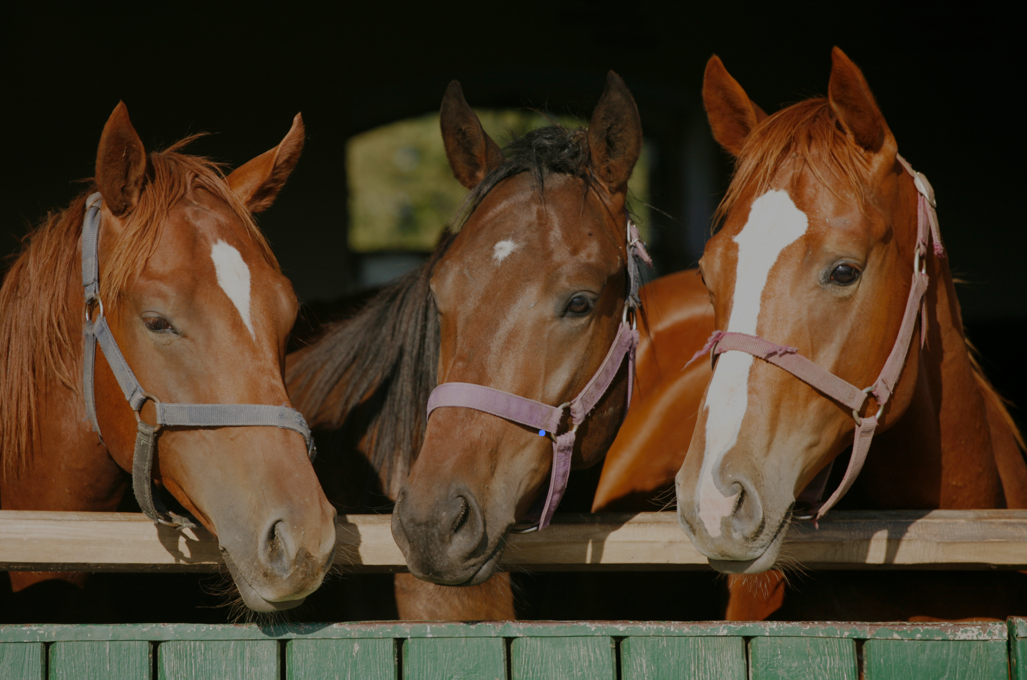 2021 Hastings Thoroughbred Awards Winners