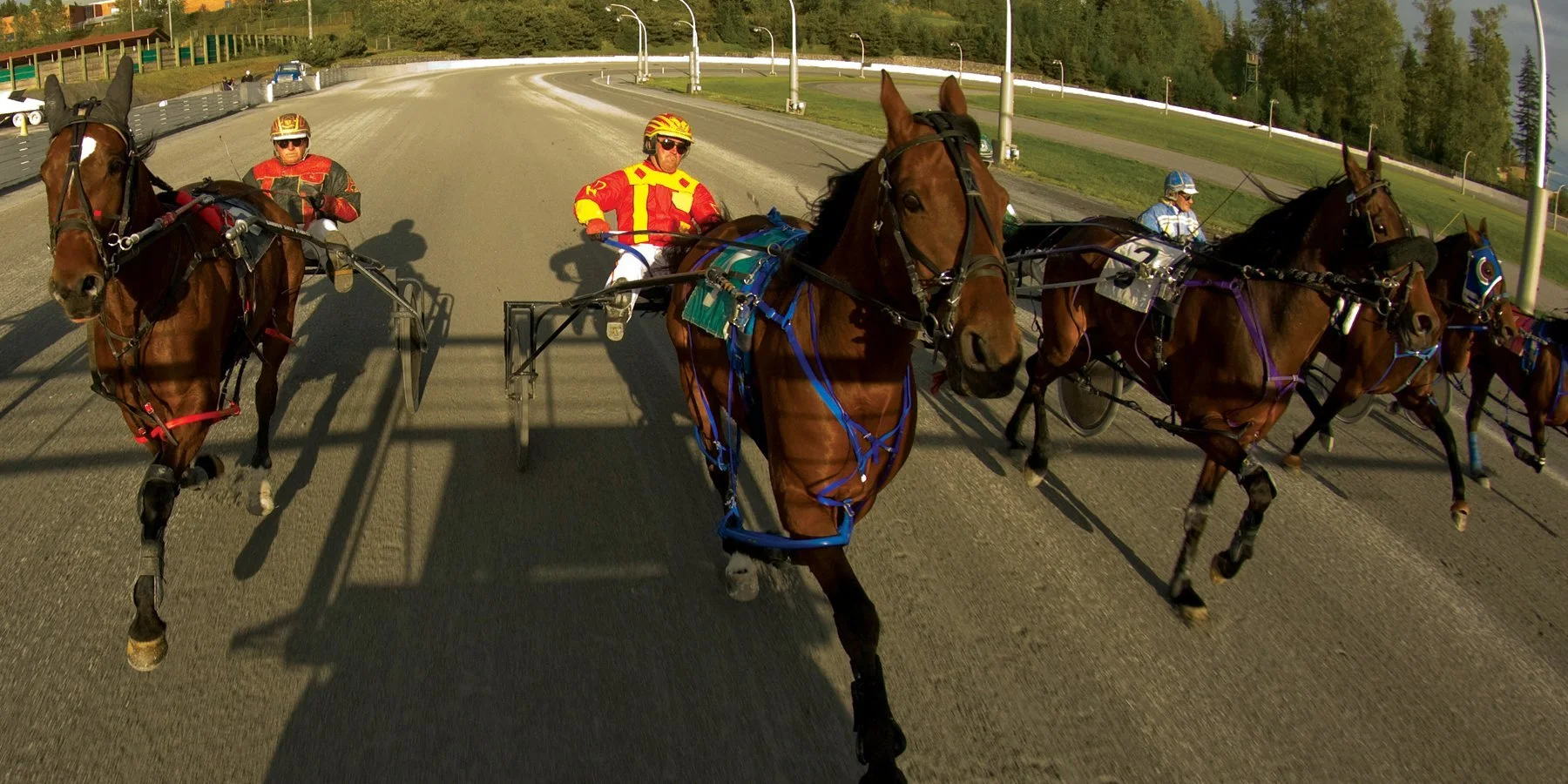 Fraser Downs - Standardbred Racing Fall season Starts Soon!