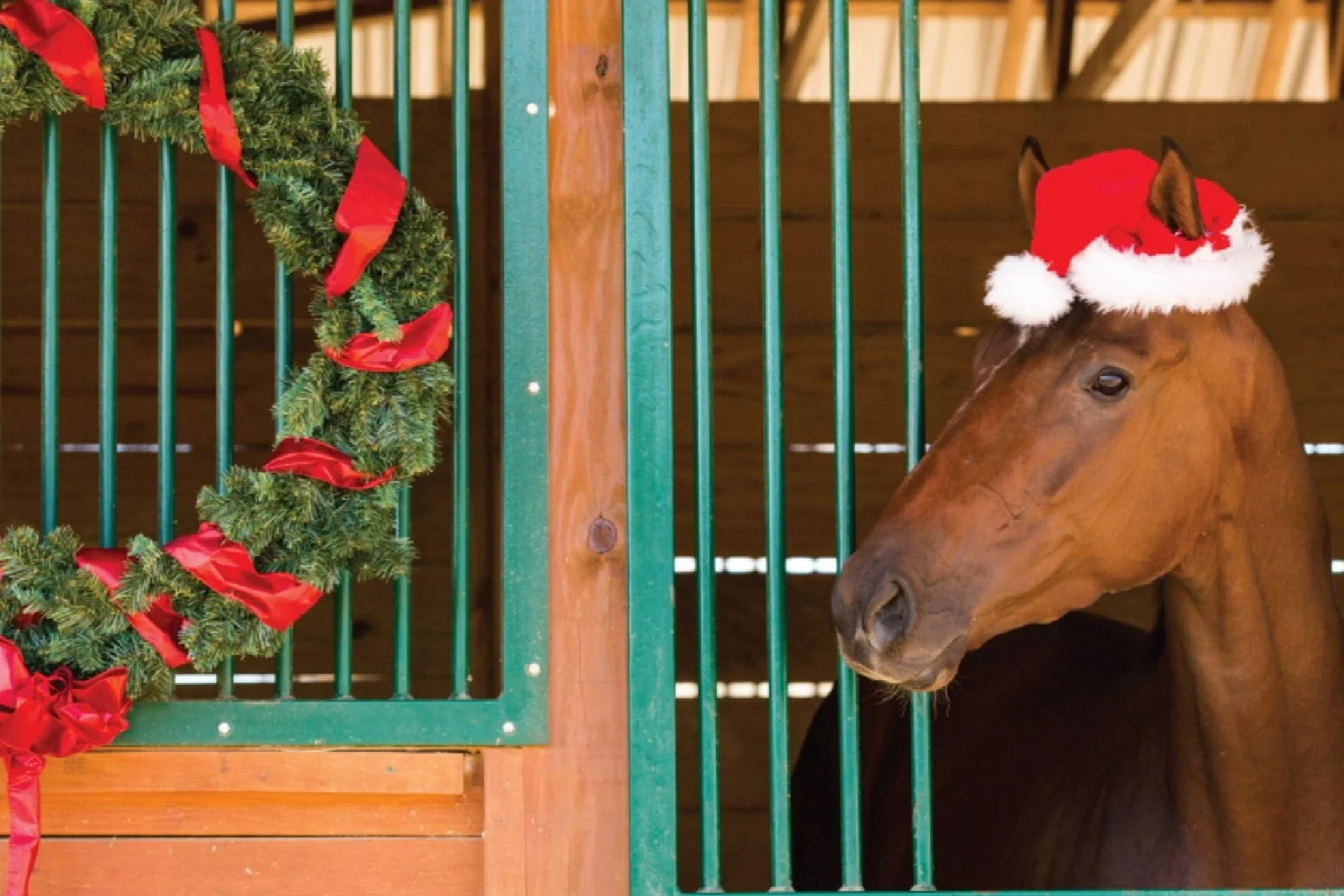 Handicapping Contest at Fraser Downs - December 14, 2023