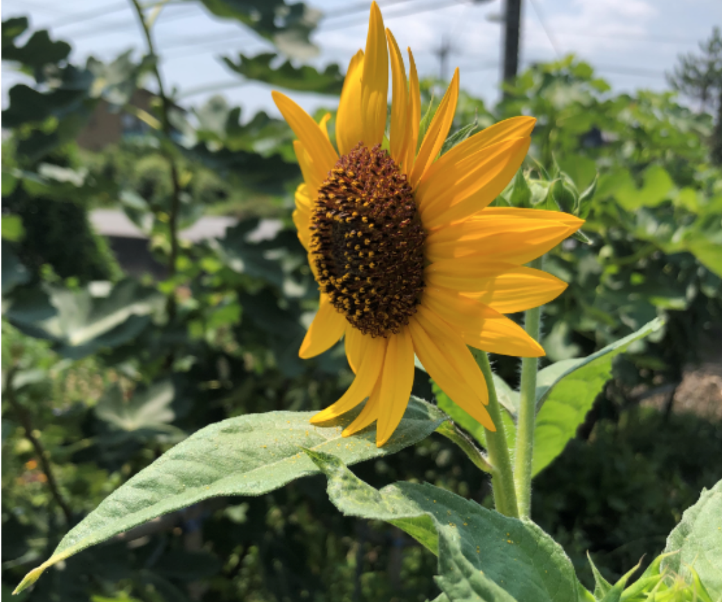 スクリーンショット 2019-08-08 15.45.48.png