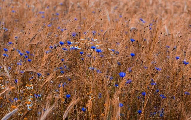 💙Mood lifting BLUE. I&rsquo;m focused on sharing beauty and breaking the feed with a visual break that encourages and uplifts. I think we need it, don&rsquo;t you? 
#humpday #mood #mentalhealth #cornflowers #fieldsofflowers #graphicdesign #colourlov