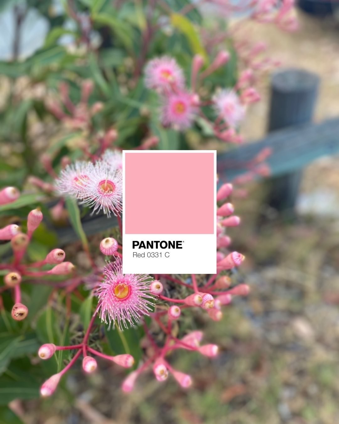 Perfectly peachy tones on the Corymbia ptychocarpa (Swamp Bloodwood) 

#peach #pantone #colourlover #graphicdesign #designstudio #creative