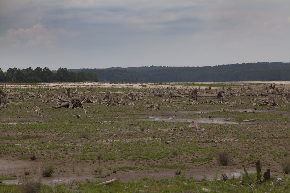 Dried out lake bed with stumps.jpg