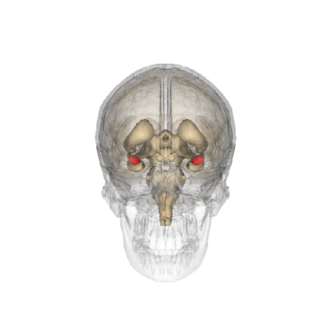 The Limbic System (and Brain Stem)