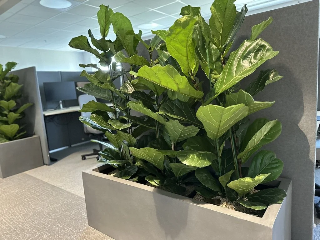 Växter landskap 1.jpeg