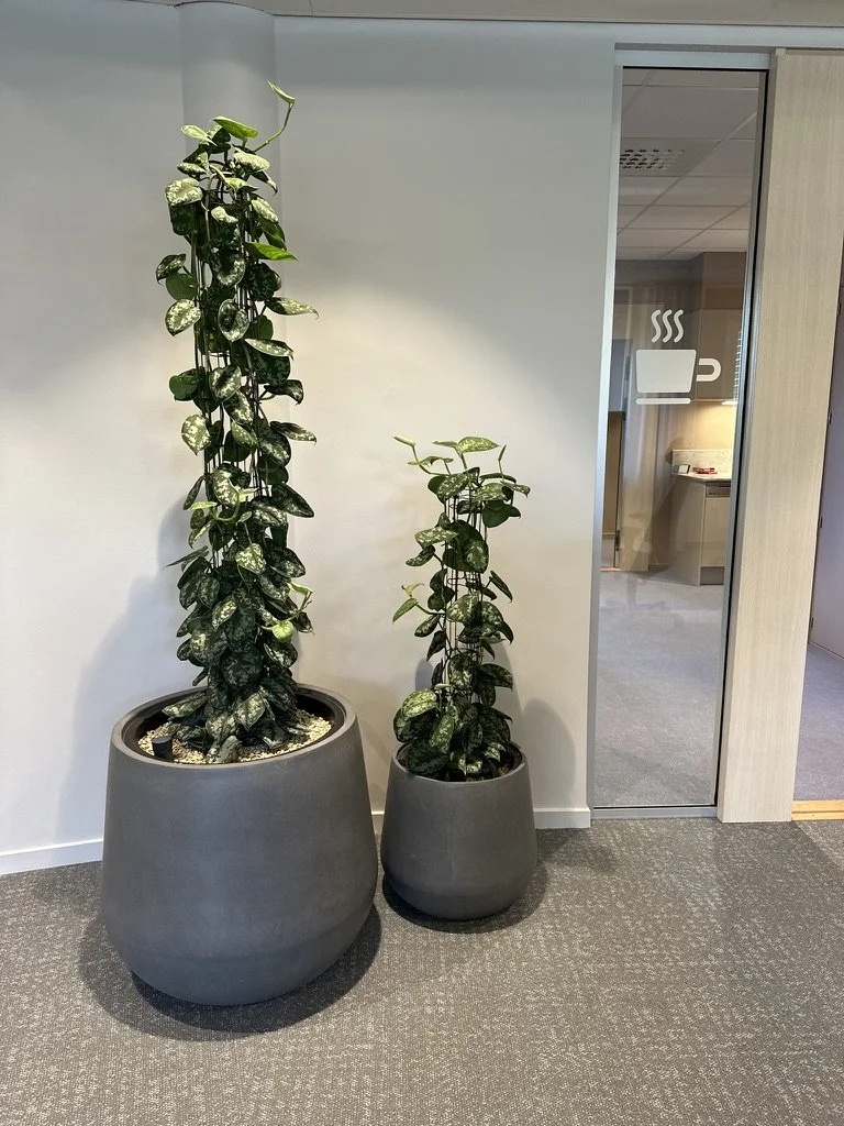 Växter landskap 2.jpeg