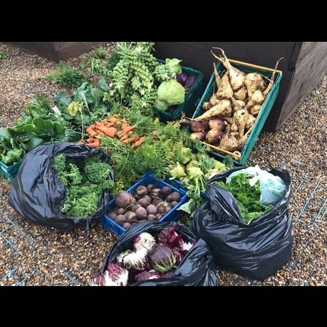 This popped up from last autumn all off to @revivifycic foodbank looking forward to a great harvest this year to keep #croydon  well fed