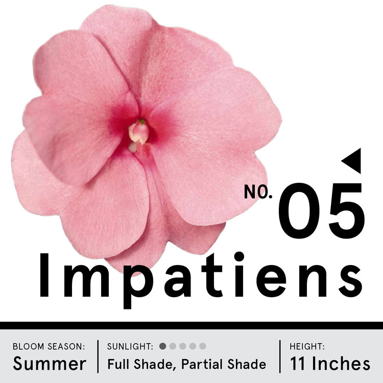 Image of a baby pink impatiens flower, with information on how to care for impatiens.